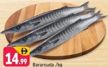 Barracuda