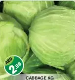 ملفوف