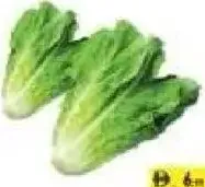 خس رومين