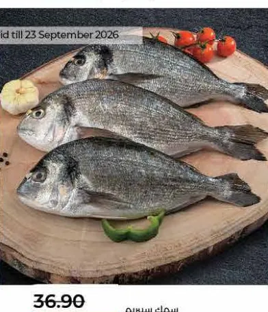 Seabream Fish