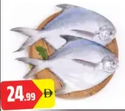 White Pomfret