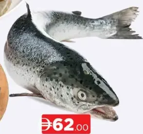 Salmon Fish Norway