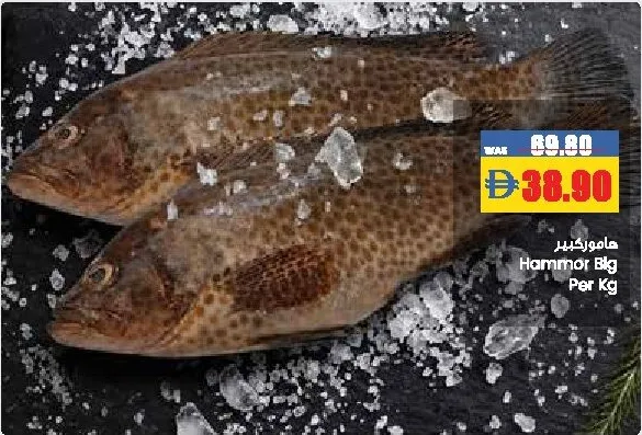 هامور كبير