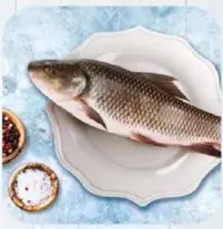 Fish Rohu