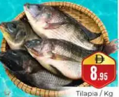 Tilapia