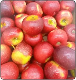 Apple Baby