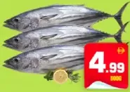 Tuna Fish