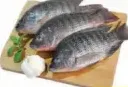 Tilapia