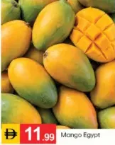 Mango Egypt