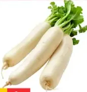 فجل صيني