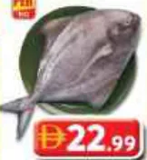 Black Pomfret Fresh