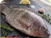 Fish Tilappia