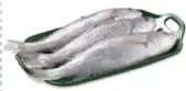White Cora Fish