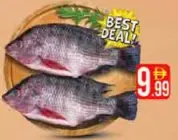 Tilapia