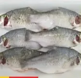 صينية بوتي مجمد