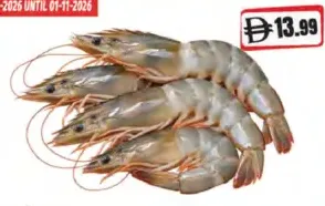 Shrimp Medium White