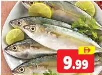 Mackerel Fish
