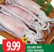 حبار كبير