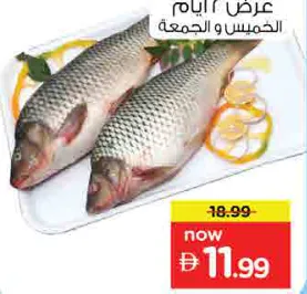 Katla Fish