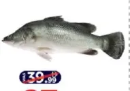 Arabian Sea Bass