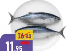 سمك التونة