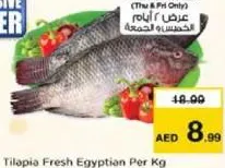 بلطي طازج مصري