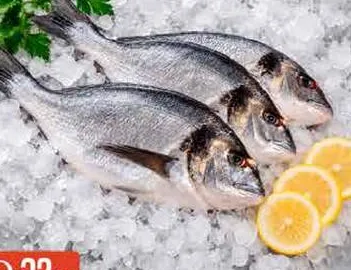 Sea Bream