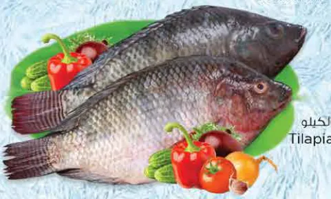 Tilapia Fresh Egyptian Per Kg