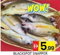 Blackspot Snaper (Naiser)