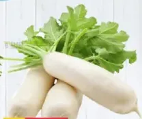 فجل أبيض اماراتي