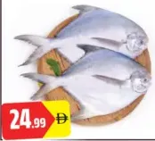 White Pomfret