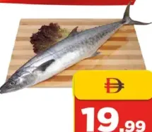 King Fish Medium