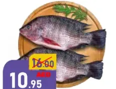 سمك تيلابيا