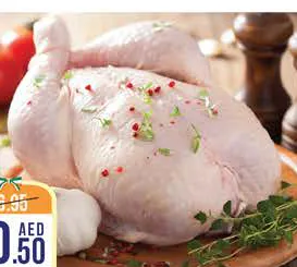 دجاج طازج