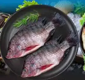 Tilapia