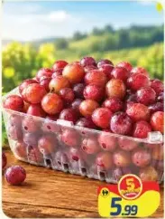 Grape Red
