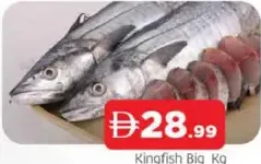 كنعد كبير