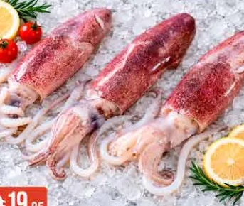 Squid