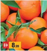 Orange Sandra Nadarcott