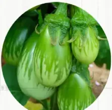 باذنجان أخضر