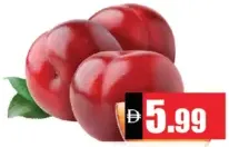 برقوق سائب