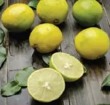 Lime Yellow Egypt