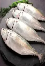 Mackerel