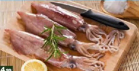 Squid