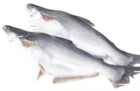 Attu Walah Fresh