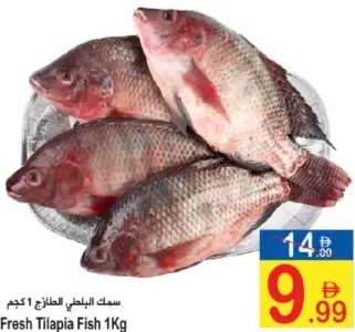 سمك بلطي طازج