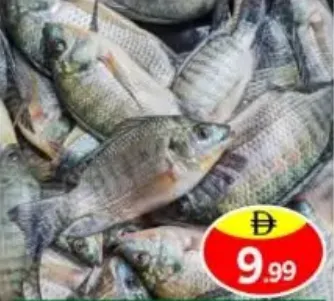 سمك بلطي طازج