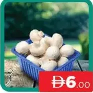 Mushroom
