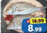 Shery Fish Small