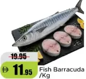 Fish Barracuda
